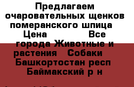 Предлагаем очаровательных щенков померанского шпица › Цена ­ 15 000 - Все города Животные и растения » Собаки   . Башкортостан респ.,Баймакский р-н